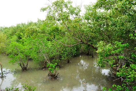 Free Sundarbans - Mangrove forest Stock Photo - FreeImages.com