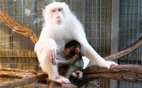 White Monkeys | Andy Mitchell | Flickr