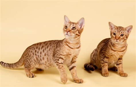 Ocicat Breed Profile - Cat-World