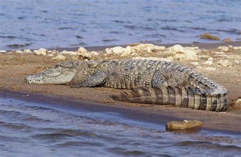 Mugger Crocodile (Gavialis gangeticus): Facts, Habitat & Pictures