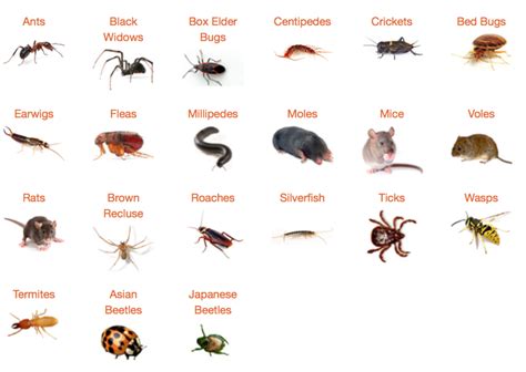 common household pests - Real Housewives of Minnesota