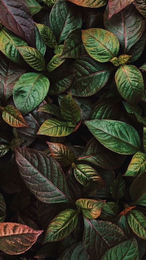 Green leaves, plants, fresh, flora, 1080x1920 wallpaper Natur Wallpaper, Plant Wallpaper, Screen ...