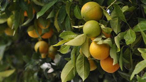 Using technology to monitor the spread of citrus greening disease | Agrio