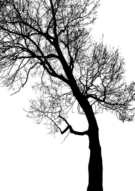 Free Images : forest, branch, winter, black and white, trunk, foliage, contrast, twig, sketch ...