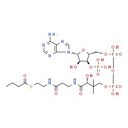 butyryl-CoA | C25H42N7O17P3S | ChemSpider