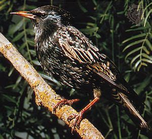 starling | Description, Introduction, & Facts | Britannica