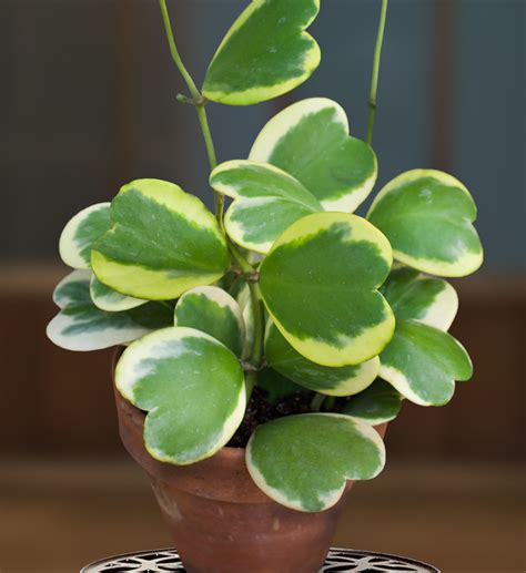 Variegated Heart Leaf Hoya (Hoya kerrii 'Variegata') | Tropical house plants, Hoya plants ...