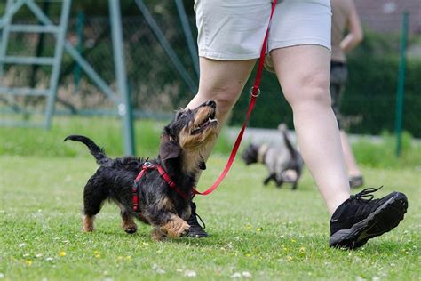 Dog obedience training: Why breed is the secret to success