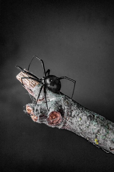 Latrodectus hesperus by Fijo2011 on DeviantArt