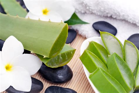 The Aloe Vera Benefits - Women Daily Magazine