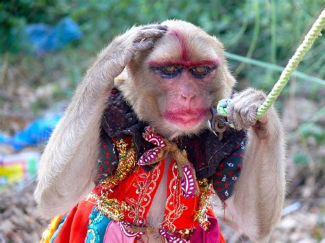 Monkey Makeup Funny Images - Funny PNG