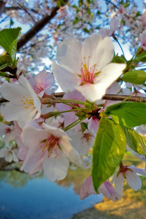 LET’S HAVE A HANAMI! - Travels in Translation | Japanese cherry blossom, Hanami, Flowers