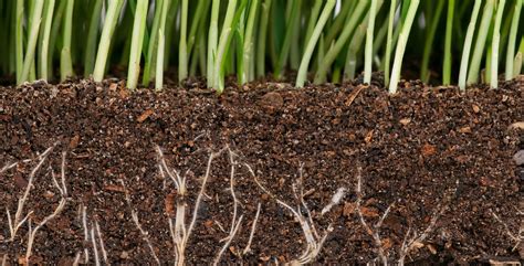 Beneficial microorganisms for soil | Plant Care Knowledge Center