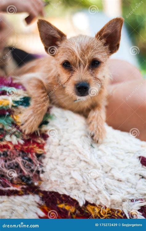 Small Brown Dog with Big Ears Stock Image - Image of portrait, home: 175272439