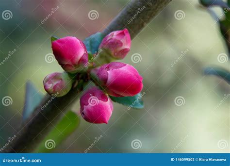 Cydonia Oblonga Tuft Flowers Buds on a Twig Stock Photo - Image of green, branch: 146099502