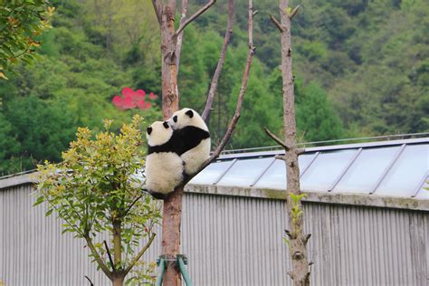 ChengDu Wolong Panda Reserve Tour - China Tours @WestChinaGo