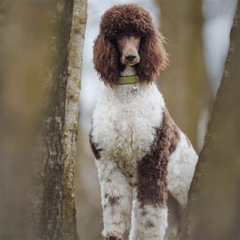 Parti Poodle - Breed Profile & Information - SpiritDog Training