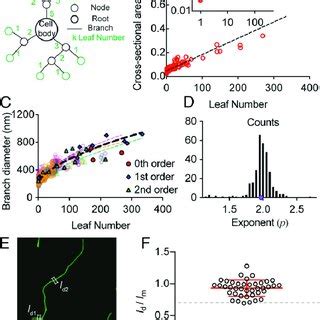 Dendrite branch diameters do not obey existing scaling laws. (A ...