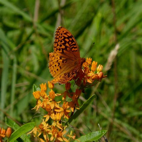 Great Spangled Fritillary | Dendroica cerulea | Flickr