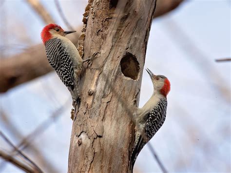 Female Red-bellied Woodpeckers (Male vs Female… | Birdfact