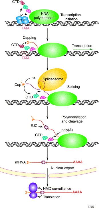 Discovery Of Introns And Exons