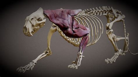 Sumatran Tiger Anatomy - 3D model by Hong Nguyen (@hongnguyen044 ...