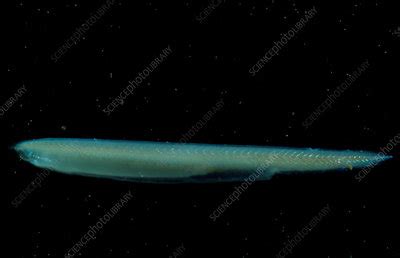 Photograph of a lancelet - Stock Image - Z590/0001 - Science Photo Library