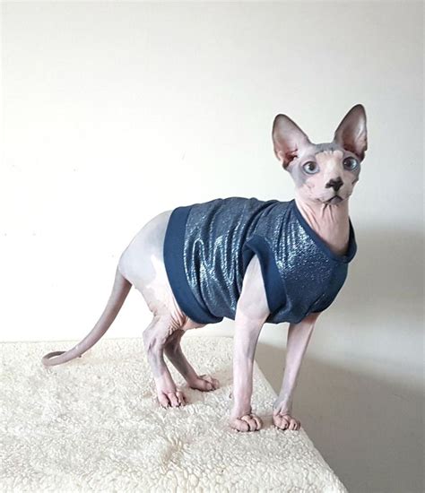 SPARKLING Cat Costume Stretchy Top for a Sphynx Cat Cat | Etsy | Sphynx ...