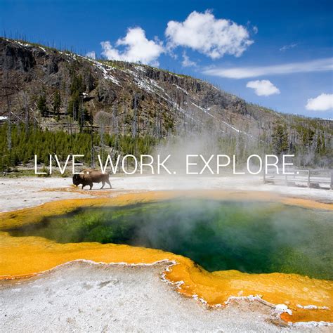 Xanterra_SM_SquareImages-bison | Yellowstone National Park Lodges