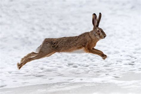 The 10 Highest Jumping Animals In The World - Fact Animal