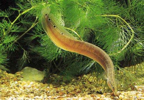 Spiny eel in the aquarium photo and wallpaper. Cute Spiny eel in the ...