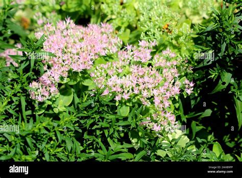 Sedum or Stonecrop hardy succulent ground cover perennial plants with densely growing open ...