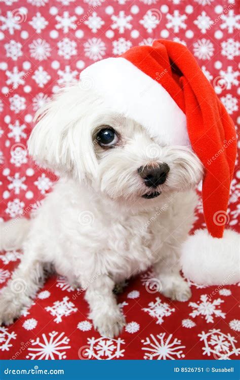 Dog in santa hat stock image. Image of animal, snowflakes - 8526751