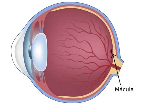 medianoche Aparte hoy cual es la macula del ojo levantar Artículos de primera necesidad Disfraz