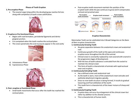 Phases OF Tooth Eruption - **Phases of Tooth Eruption Pre-eruptive ...