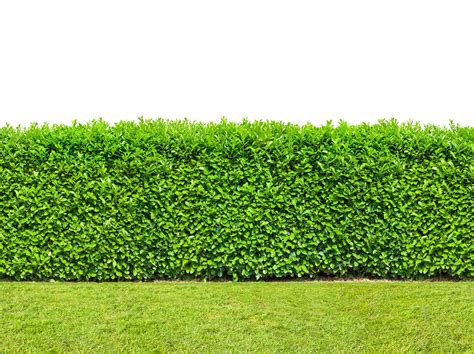 Planting An Instant Hedge – How To Create An Instant Hedge On Your ...