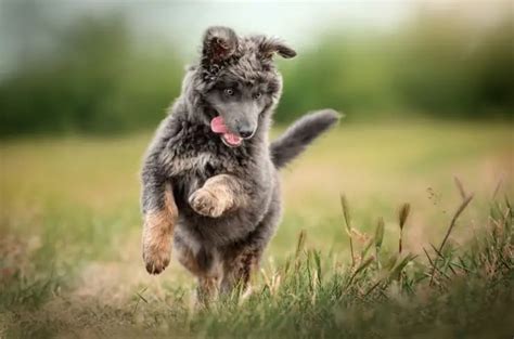 German Shepherd Poodle Mix: 6 Must Read Facts | Perfect Dog Breeds