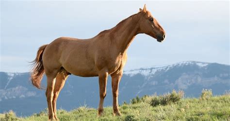 173 Good Male Horse Names – Animal Names