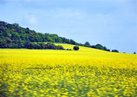 The View through My Lens: Fields of Gold