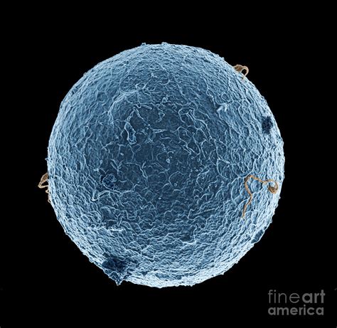 Human Egg Cell And Sperm Cells Esem Photograph by Spl