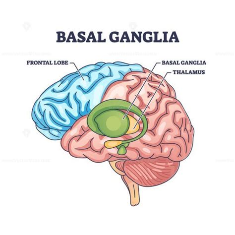 Basal ganglia or nuclei location and human brain structure outline ...