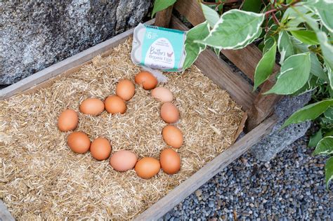 Butler's Organic Egg Producers Showcase their Organic Farm - Butler's Organic Eggs