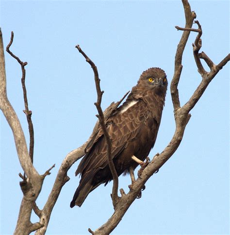 brown-snake-eagle – BirdLife eThekwini KZN