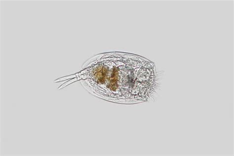 590+ Zooplankton Stock Photos, Pictures & Royalty-Free Images - iStock