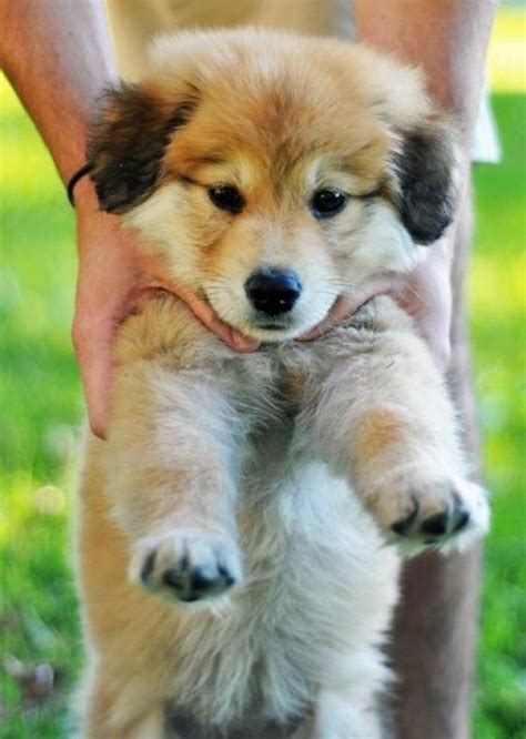 German Shepherd Golden Retriever mix- future dog!!! | FanPhobia ...