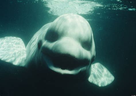 Beluga Whale Named Noc Mimics Human Noises With Spot On | Free Download Nude Photo Gallery