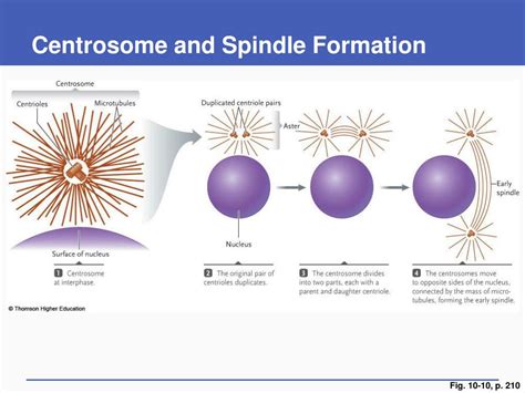 PPT - Cell Division and Mitosis PowerPoint Presentation, free download ...