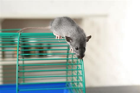 Premium Photo | Cute funny rat on cage at home