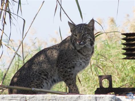 Lake Okeechobee Wildlife Pictures & Sightseeing