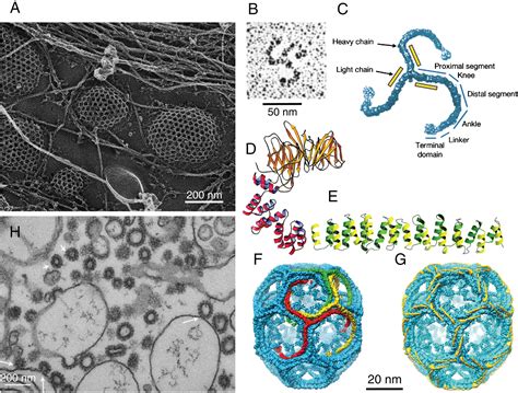 Forty Years of Clathrin‐coated Vesicles - Robinson - 2015 - Traffic - Wiley Online Library